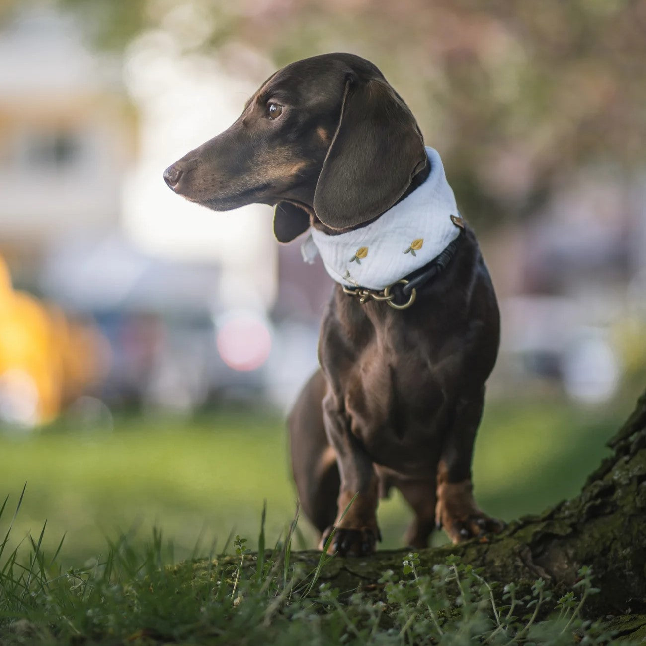 Hundehalstuch Fruehling Sommer Zitronenmotiv