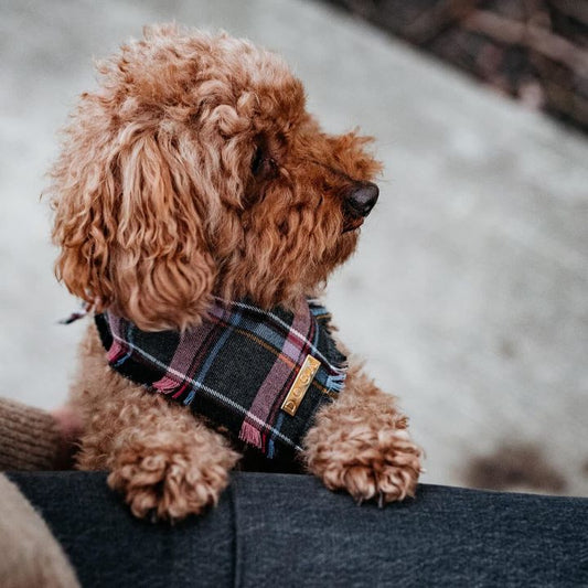 Hundehalstuch Schottekaro lila