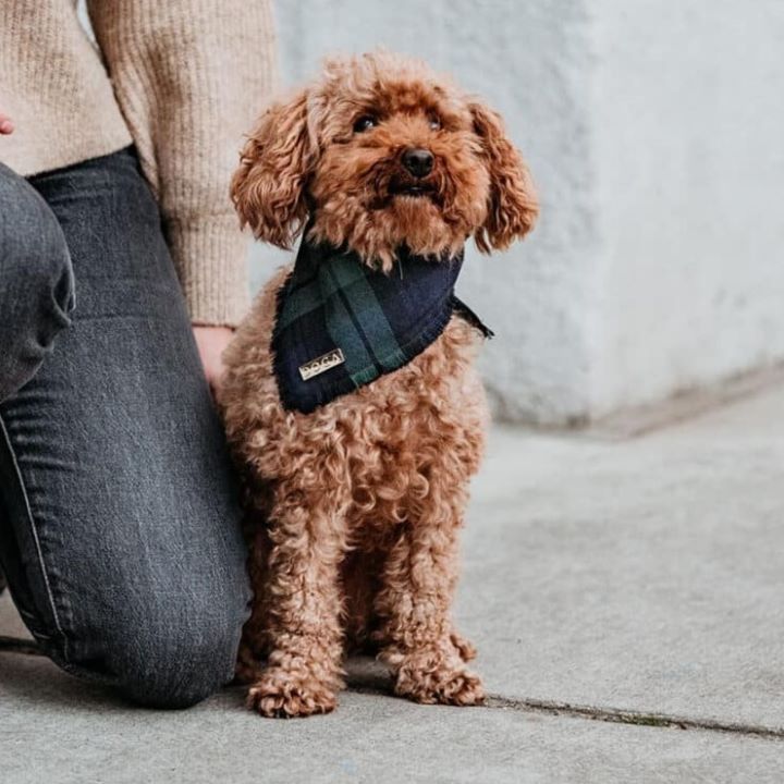 Hundehalstuch Schottekaro moosgruen