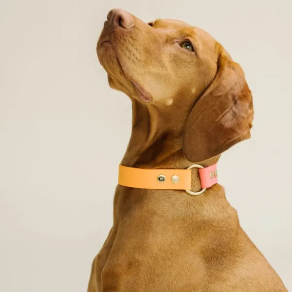 Handgefertigtes Biothane Hundehalsband in Orange - Rosa