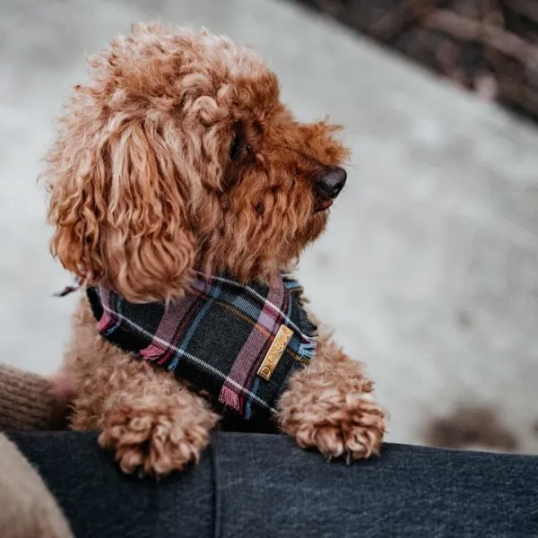 Hundehalstuch Schottenkaro lila