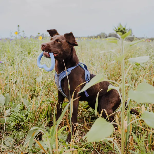 Hundespielzeug in Herzform aus Naturkautschuk