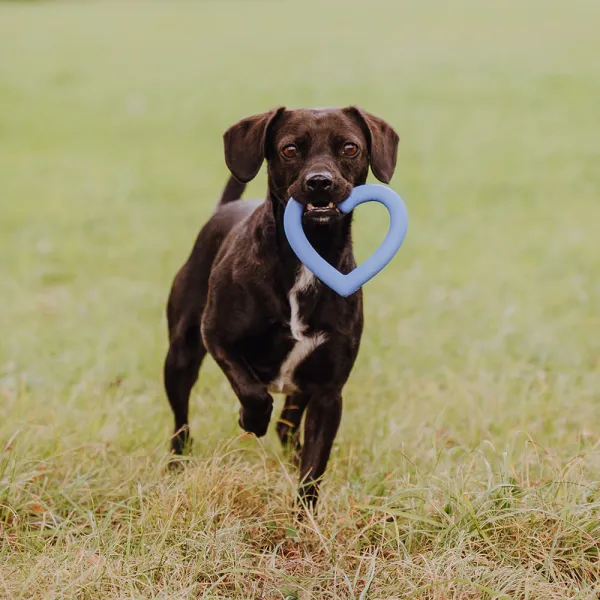 Hundespielzeug in Herzform aus Naturkautschuk