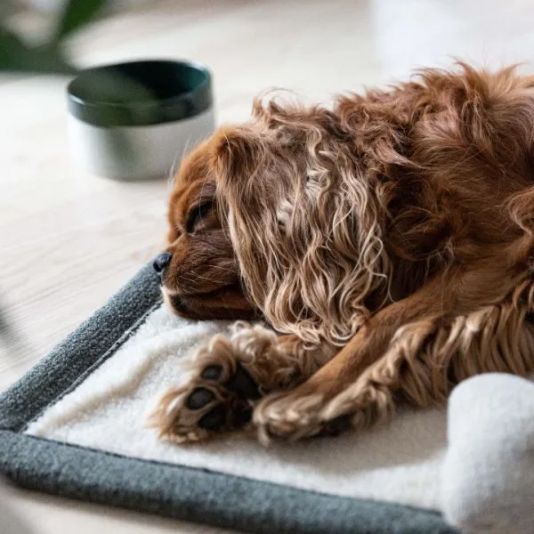 Hundedecke Teddy mit Lederdetails in Desert Green